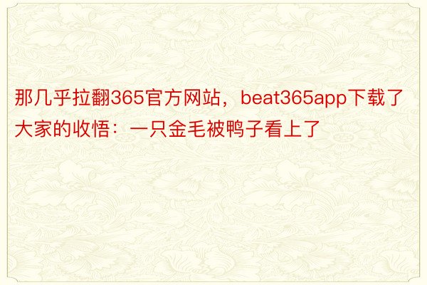 那几乎拉翻365官方网站，beat365app下载了大家的收悟：一只金毛被鸭子看上了